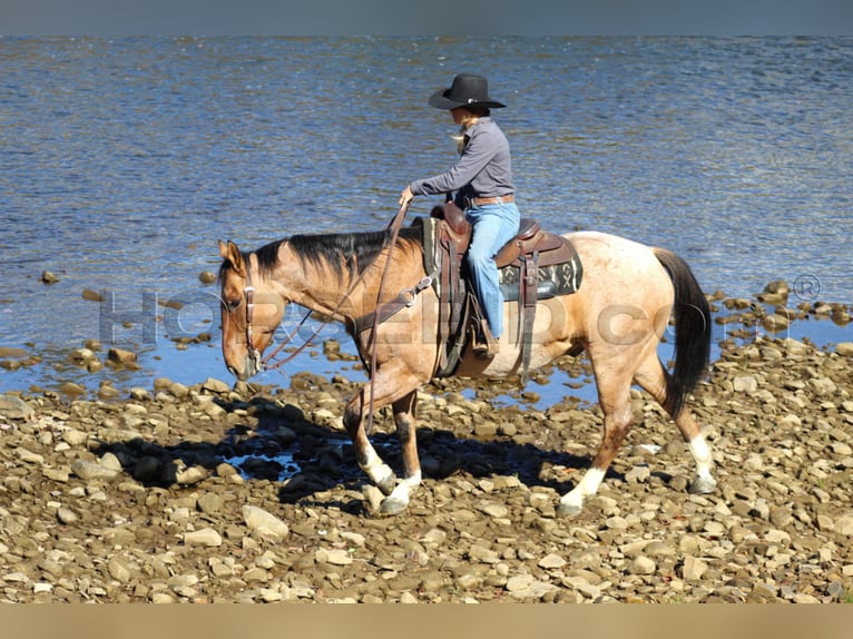 American Quarter Horse Castrone 10 Anni 155 cm Pelle di daino in Clarion, PA