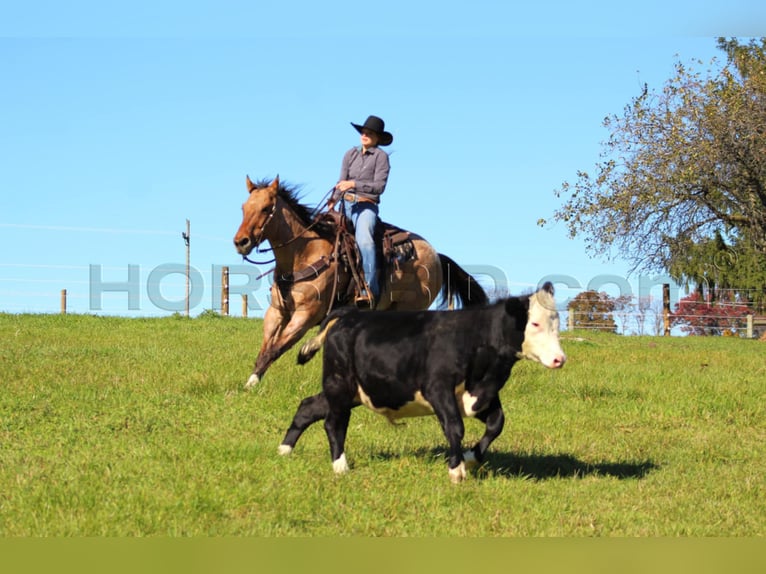 American Quarter Horse Castrone 10 Anni 155 cm Pelle di daino in Clarion, PA