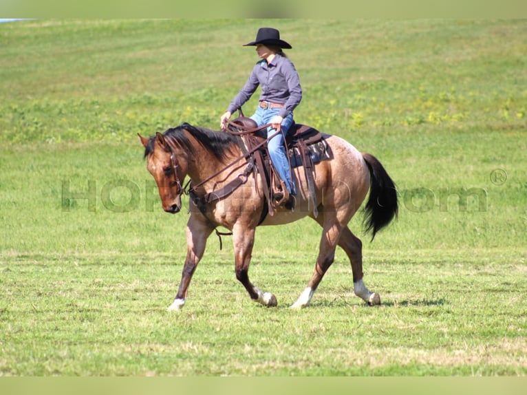 American Quarter Horse Castrone 10 Anni 155 cm Pelle di daino in Clarion, PA