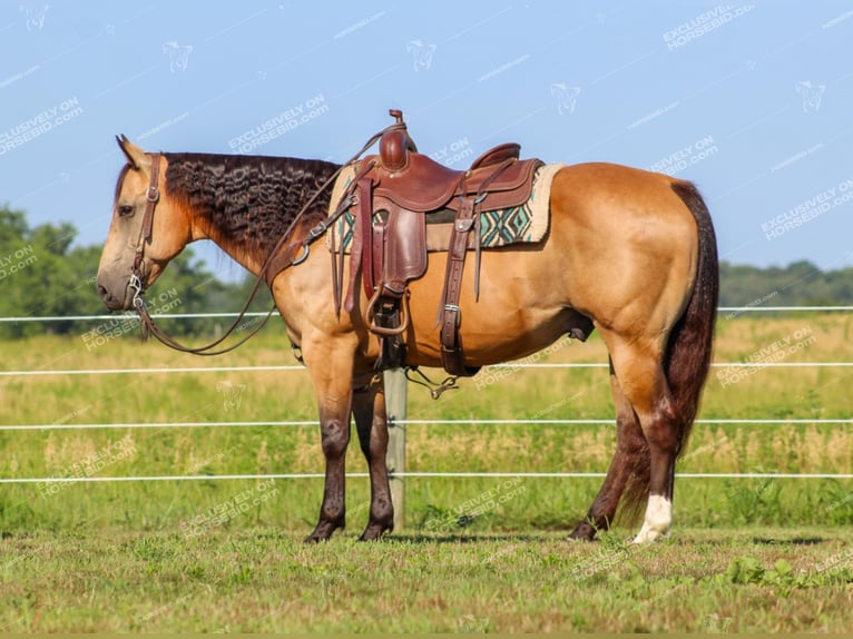 American Quarter Horse Castrone 10 Anni 155 cm Pelle di daino in Clarion, PA