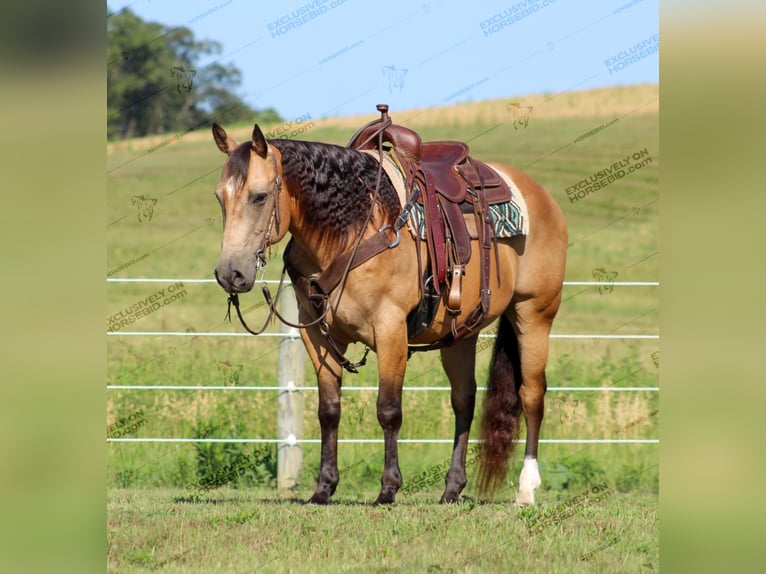 American Quarter Horse Castrone 10 Anni 155 cm Pelle di daino in Clarion, PA