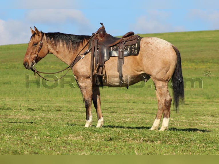 American Quarter Horse Castrone 10 Anni 155 cm Pelle di daino in Clarion, PA