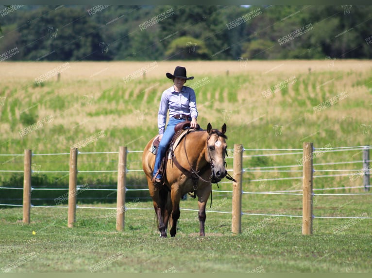 American Quarter Horse Castrone 10 Anni 155 cm Pelle di daino in Clarion, PA