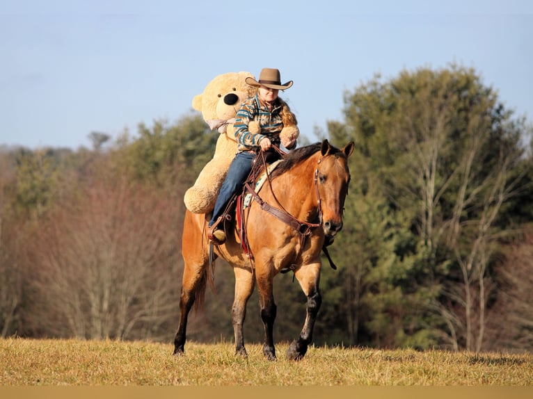 American Quarter Horse Castrone 10 Anni 155 cm Pelle di daino in Clarion