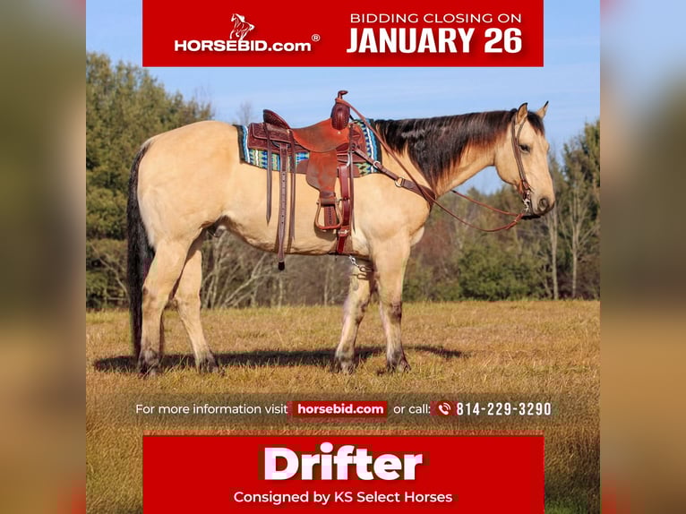 American Quarter Horse Castrone 10 Anni 155 cm Pelle di daino in Clarion