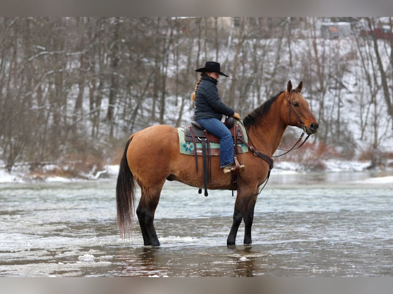 American Quarter Horse Castrone 10 Anni 155 cm Pelle di daino in Clarion