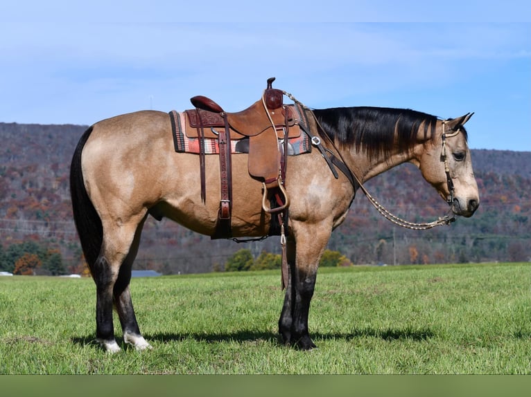 American Quarter Horse Castrone 10 Anni 155 cm Pelle di daino in Rebersburg, PA