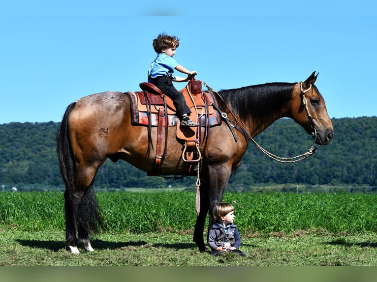 American Quarter Horse Castrone 10 Anni 155 cm Pelle di daino in Rebersburg, PA