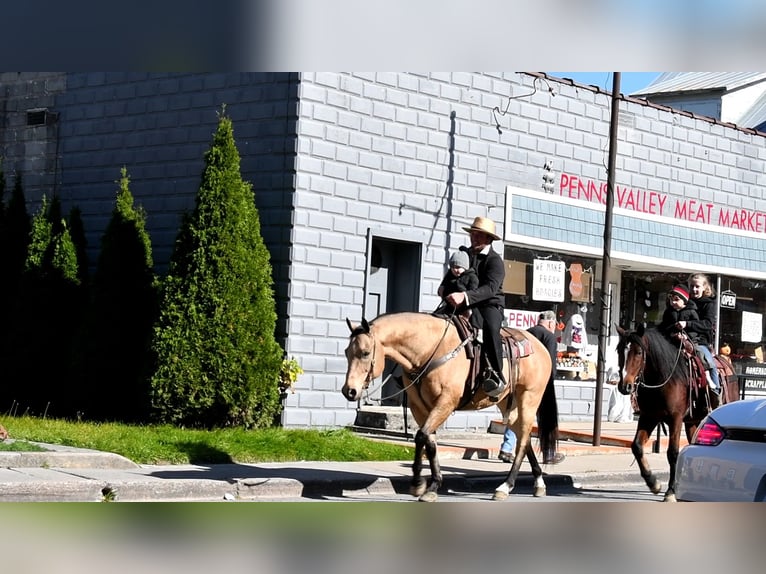 American Quarter Horse Castrone 10 Anni 155 cm Pelle di daino in Rebersburg