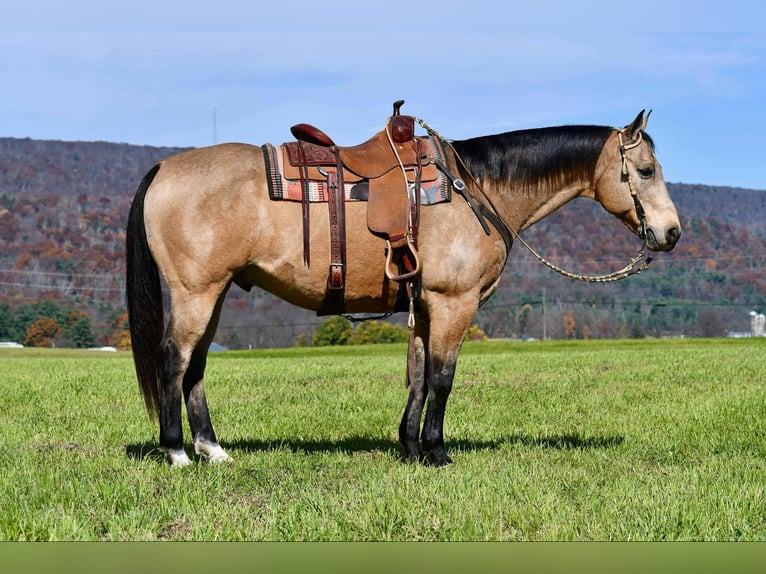 American Quarter Horse Castrone 10 Anni 155 cm Pelle di daino in Rebersburg