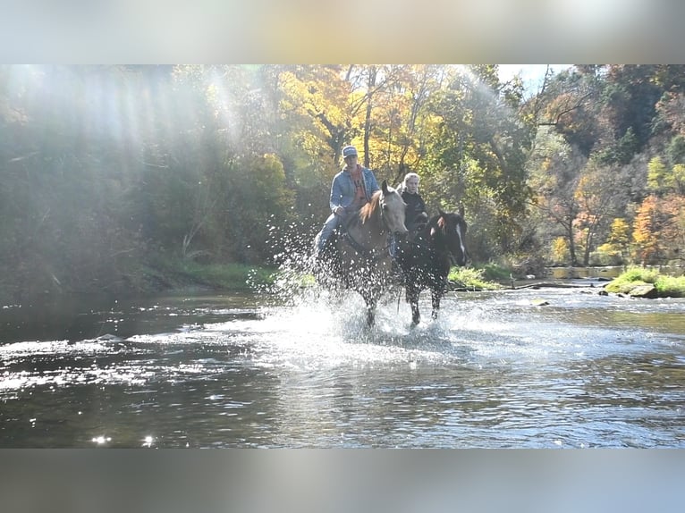 American Quarter Horse Castrone 10 Anni 155 cm Pelle di daino in Rebersburg