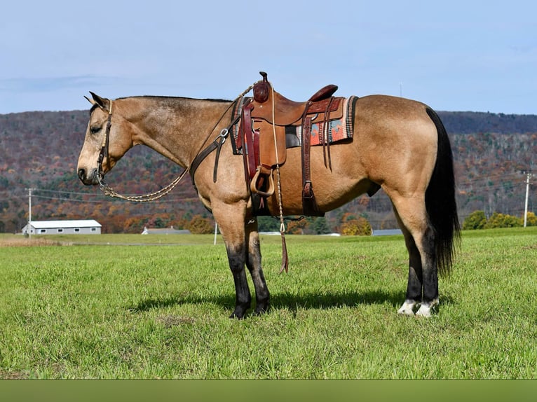 American Quarter Horse Castrone 10 Anni 155 cm Pelle di daino in Rebersburg