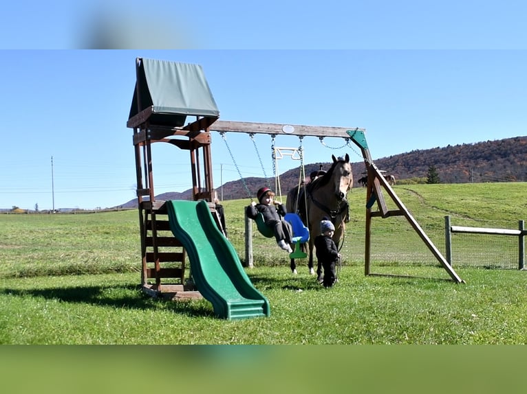 American Quarter Horse Castrone 10 Anni 155 cm Pelle di daino in Rebersburg