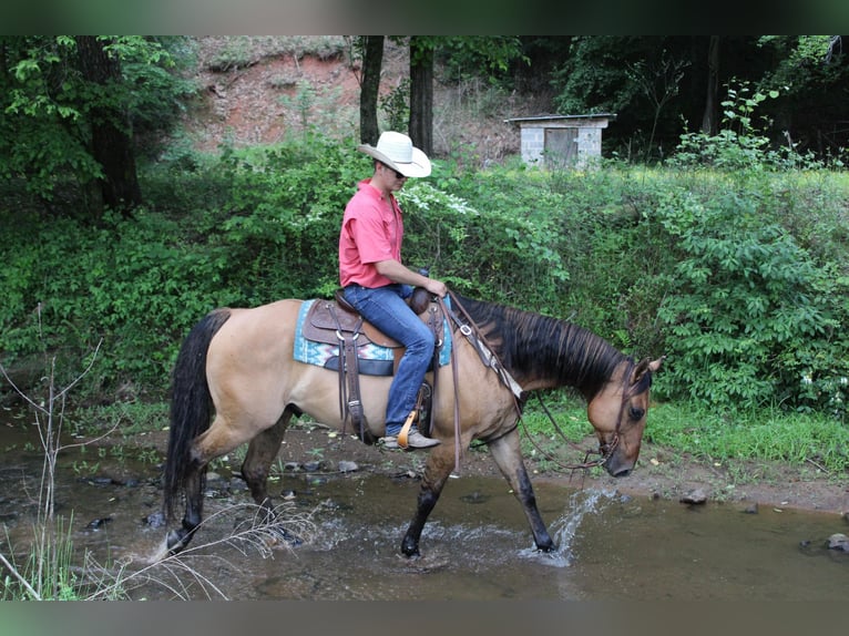 American Quarter Horse Castrone 10 Anni 155 cm Pelle di daino in cHARLOTTE nc