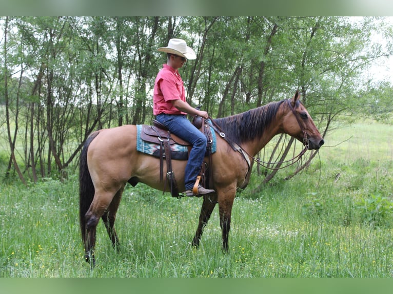 American Quarter Horse Castrone 10 Anni 155 cm Pelle di daino in cHARLOTTE nc