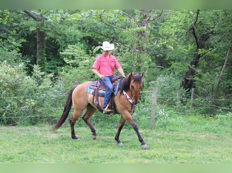 American Quarter Horse Castrone 10 Anni 155 cm Pelle di daino in cHARLOTTE nc