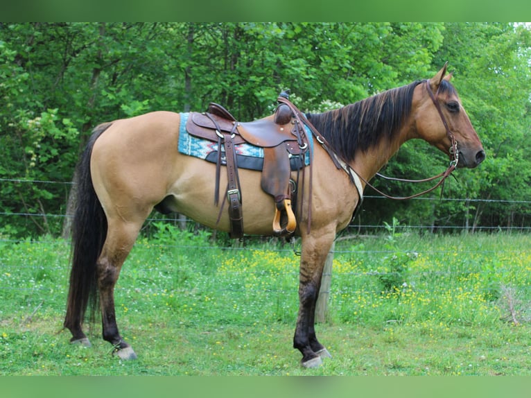 American Quarter Horse Castrone 10 Anni 155 cm Pelle di daino in cHARLOTTE nc