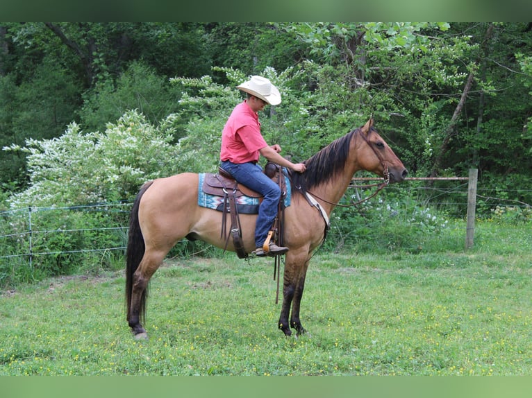 American Quarter Horse Castrone 10 Anni 155 cm Pelle di daino in cHARLOTTE nc