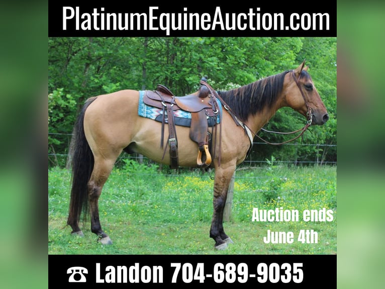 American Quarter Horse Castrone 10 Anni 155 cm Pelle di daino in cHARLOTTE nc