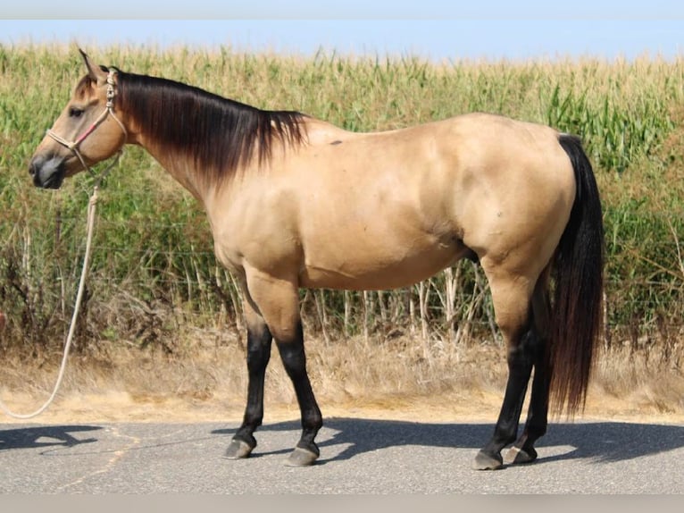 American Quarter Horse Castrone 10 Anni 155 cm Pelle di daino in Waterford, CA