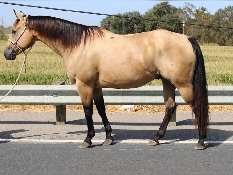 American Quarter Horse Castrone 10 Anni 155 cm Pelle di daino in Waterford, CA