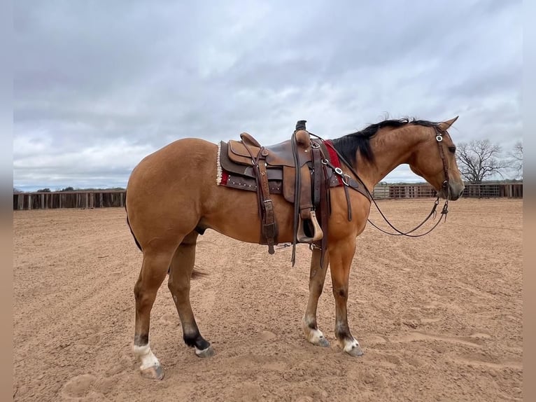 American Quarter Horse Castrone 10 Anni 155 cm Pelle di daino in Weatherford, TX