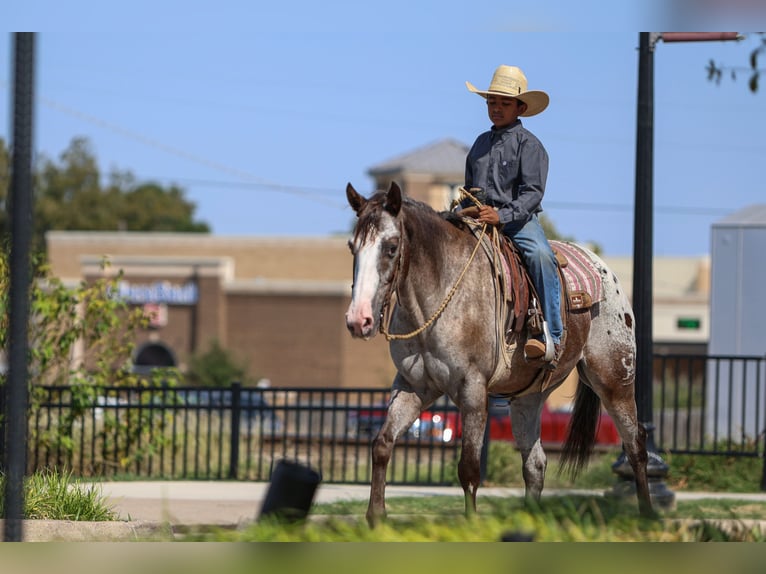 American Quarter Horse Castrone 10 Anni 155 cm in Joshua