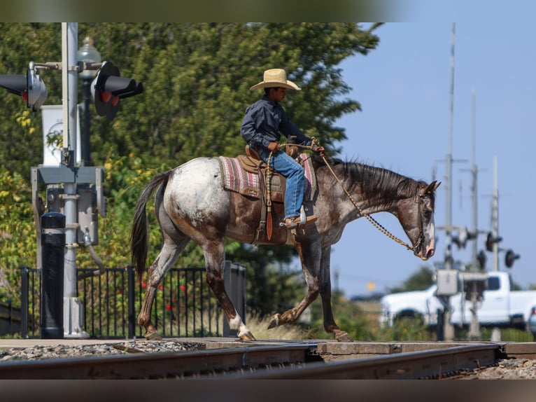 American Quarter Horse Castrone 10 Anni 155 cm in Joshua