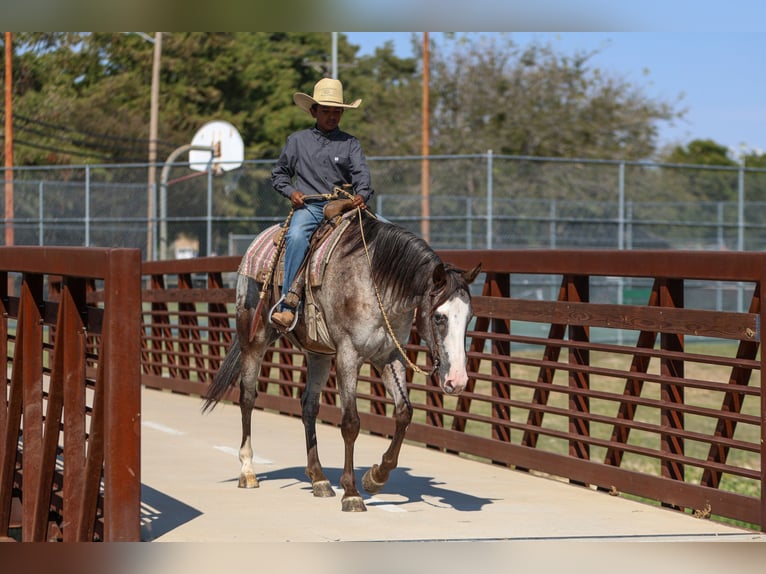 American Quarter Horse Castrone 10 Anni 155 cm in Joshua