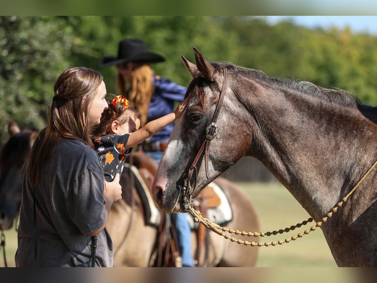 American Quarter Horse Castrone 10 Anni 155 cm in Joshua