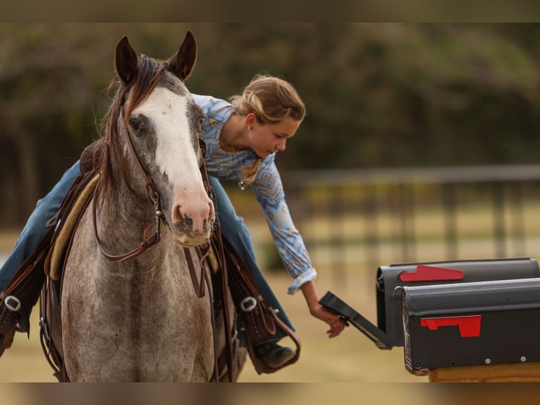 American Quarter Horse Castrone 10 Anni 155 cm in Joshua