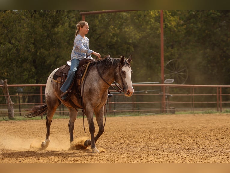 American Quarter Horse Castrone 10 Anni 155 cm in Joshua