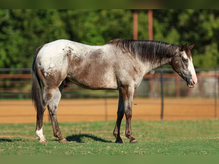 American Quarter Horse Castrone 10 Anni 155 cm in Joshua