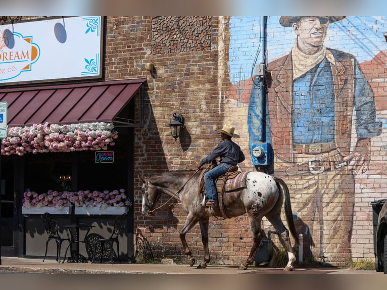 American Quarter Horse Castrone 10 Anni 155 cm in Joshua