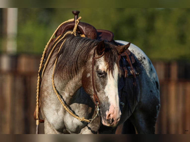 American Quarter Horse Castrone 10 Anni 155 cm in Joshua