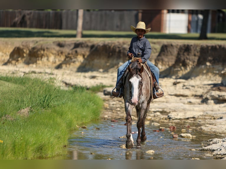 American Quarter Horse Castrone 10 Anni 155 cm in Joshua