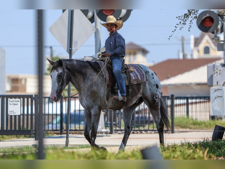 American Quarter Horse Castrone 10 Anni 155 cm in Joshua