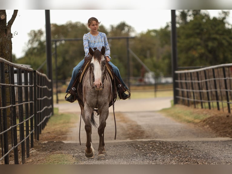 American Quarter Horse Castrone 10 Anni 155 cm in Joshua