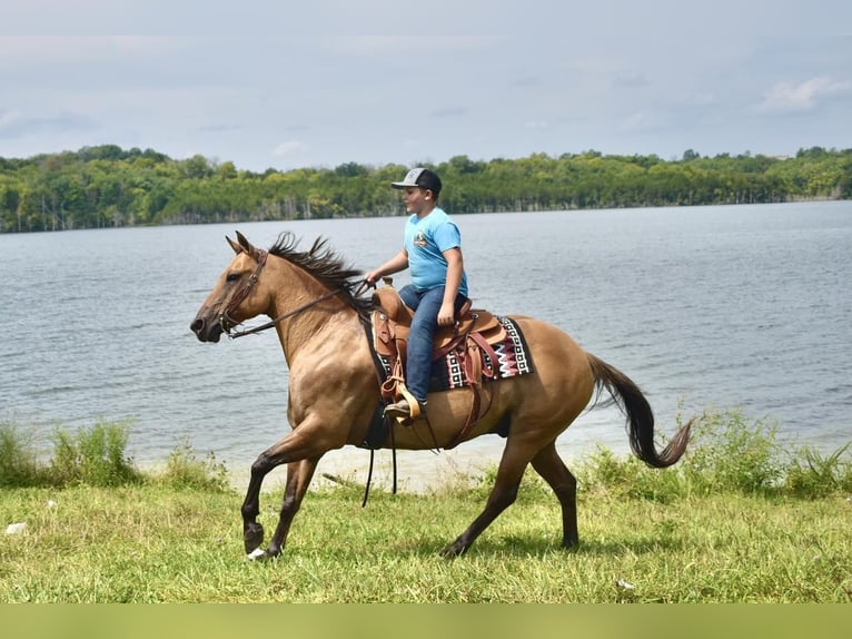 American Quarter Horse Mix Castrone 10 Anni 155 cm in Crab Orchard, KY