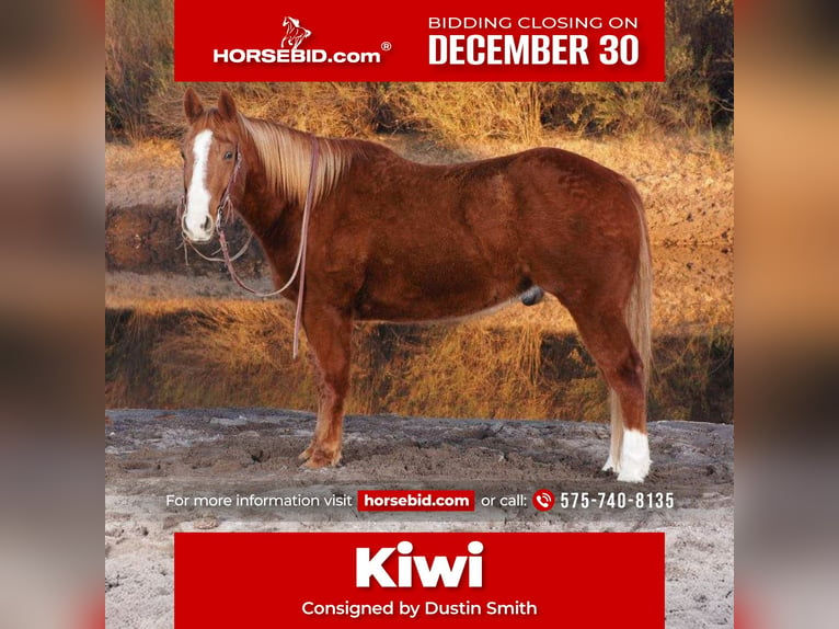 American Quarter Horse Castrone 10 Anni 155 cm in Caballo, NM