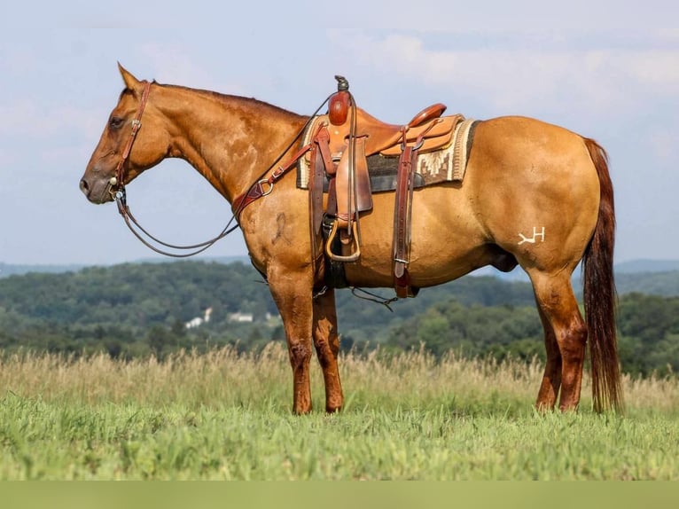 American Quarter Horse Castrone 10 Anni 155 cm Red dun in Clarion, PA