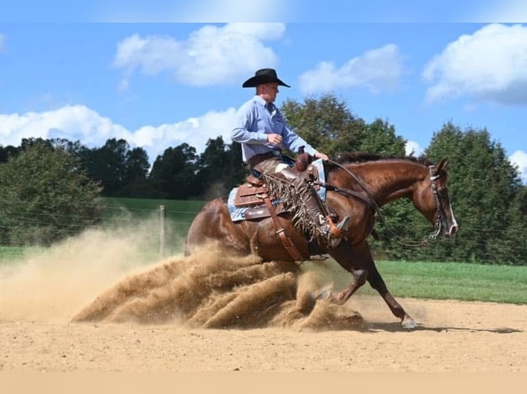 American Quarter Horse Castrone 10 Anni 155 cm in Jackson, OH