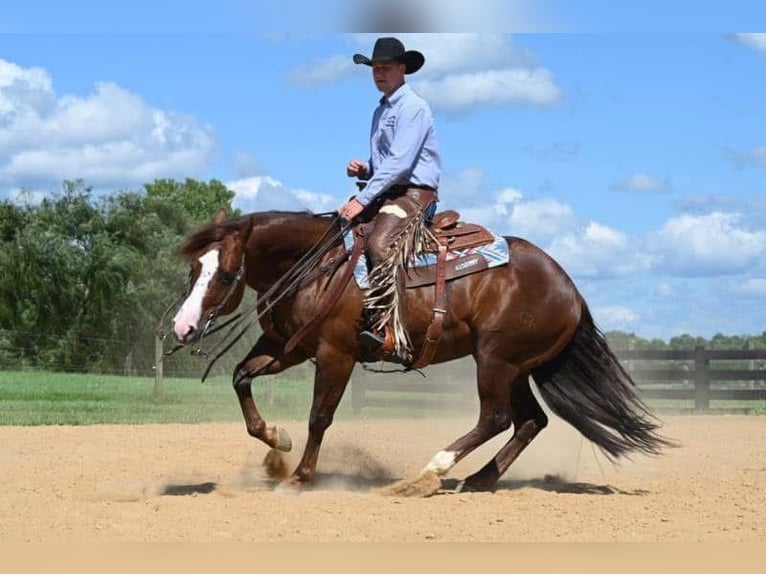 American Quarter Horse Castrone 10 Anni 155 cm in Jackson, OH