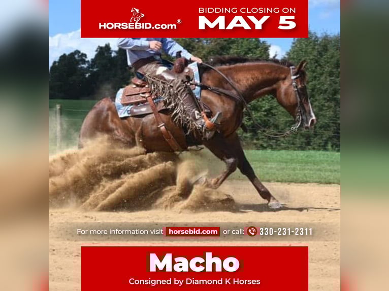 American Quarter Horse Castrone 10 Anni 155 cm in Jackson, OH
