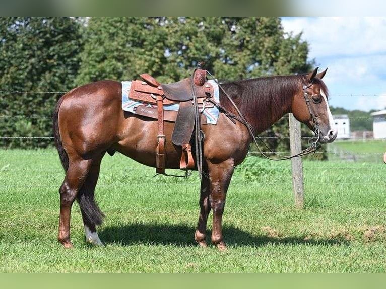 American Quarter Horse Castrone 10 Anni 155 cm in Jackson, OH