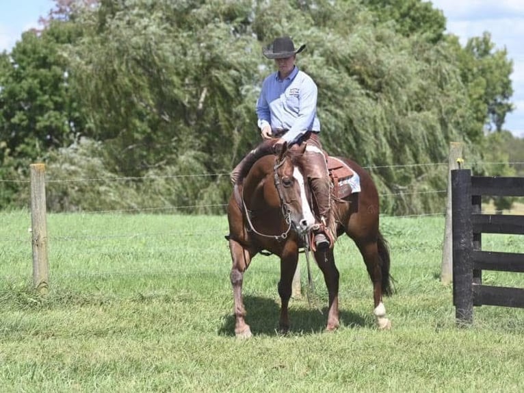 American Quarter Horse Castrone 10 Anni 155 cm in Jackson, OH