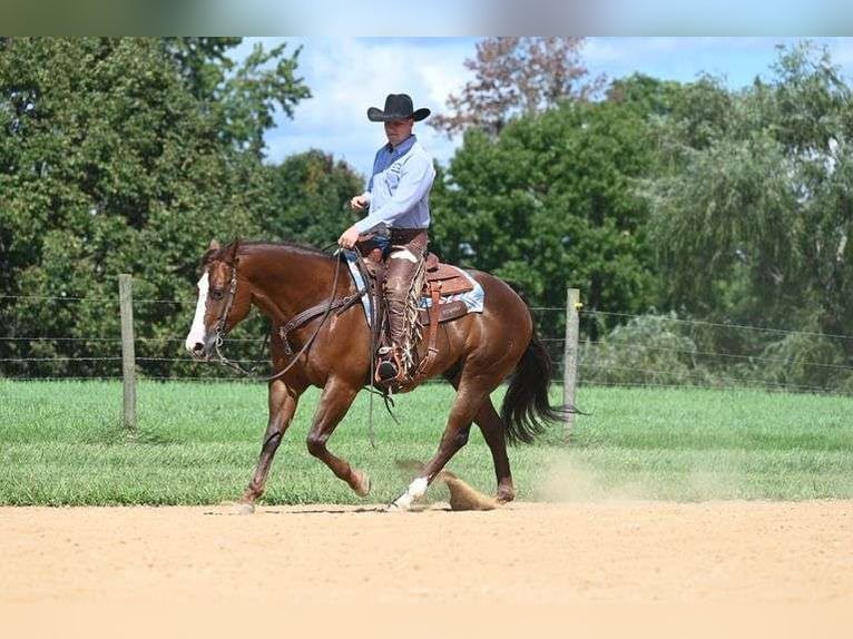 American Quarter Horse Castrone 10 Anni 155 cm in Jackson, OH