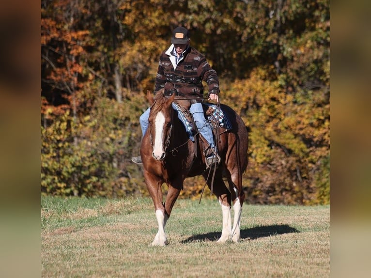 American Quarter Horse Castrone 10 Anni 155 cm Roano rosso in Level Green KY