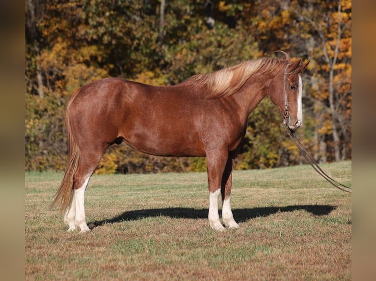 American Quarter Horse Castrone 10 Anni 155 cm Roano rosso in Level Green KY