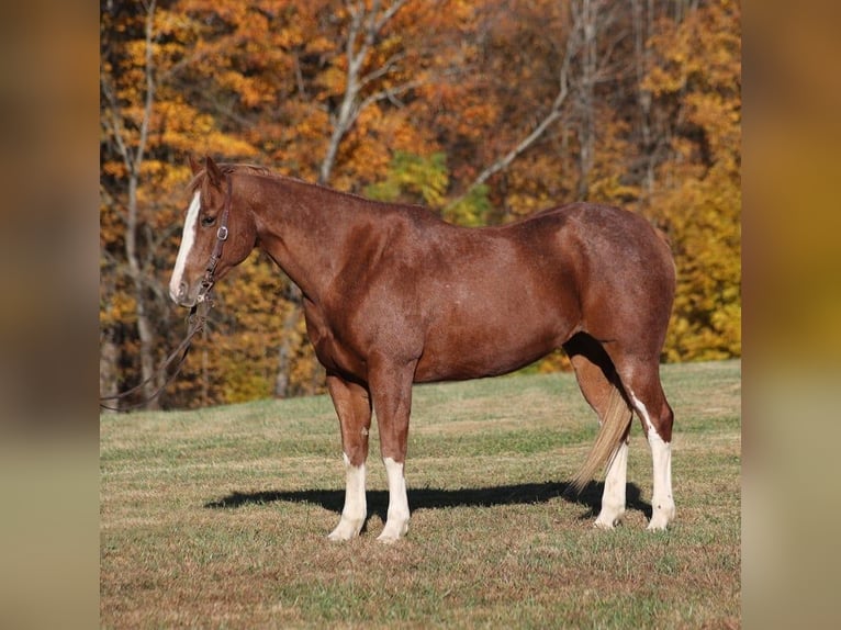 American Quarter Horse Castrone 10 Anni 155 cm Roano rosso in Level Green KY